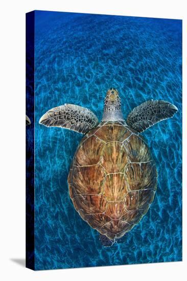 Green Turtle, (Chelonia Mydas), Swimming over Volcanic Sandy Bottom, Armenime Cove, Canary Islands-Jordi Chias-Premier Image Canvas