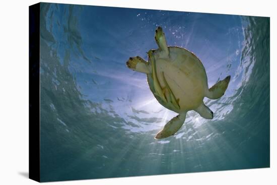 Green Turtle (Chelonia Mydas) with Rays of Sunlight, Akumal, Caribbean Sea, Mexico, January-Claudio Contreras-Premier Image Canvas