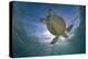 Green Turtle (Chelonia Mydas) with Rays of Sunlight, Akumal, Caribbean Sea, Mexico, January-Claudio Contreras-Premier Image Canvas