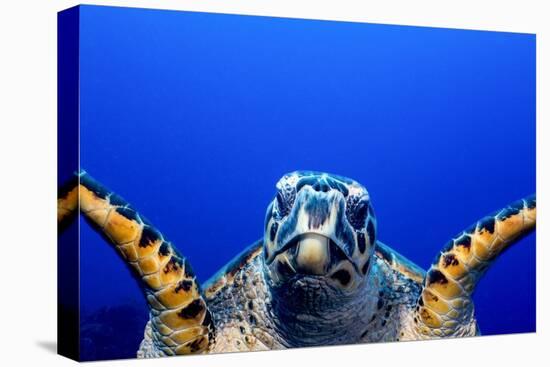 Green Turtle (Chelonia Mydas)-Stephen Frink-Premier Image Canvas