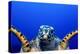 Green Turtle (Chelonia Mydas)-Stephen Frink-Premier Image Canvas