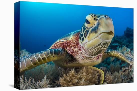 Green turtle female on a coral reef. Rock Islands, Palau, Mirconesia-Alex Mustard-Premier Image Canvas