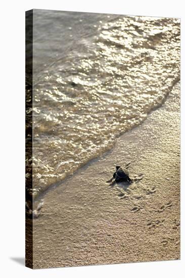 Green Turtle Hatchling-Matthew Oldfield-Premier Image Canvas