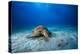 Green Turtle in the Blue-Barathieu Gabriel-Premier Image Canvas