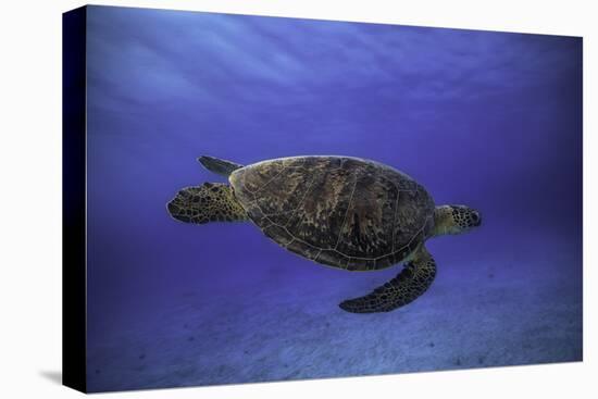 Green Turtle in the Blue-Barathieu Gabriel-Premier Image Canvas