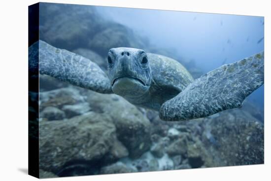 Green Turtle in the Galapagos Islands-null-Premier Image Canvas