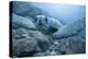 Green Turtle in the Galapagos Islands-null-Premier Image Canvas