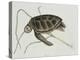 Green Turtle Natural History of Carolina, Florida and Bahamas-Mark Catesby-Premier Image Canvas