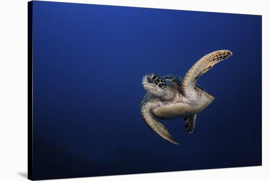 Green Turtle-Barathieu Gabriel-Stretched Canvas