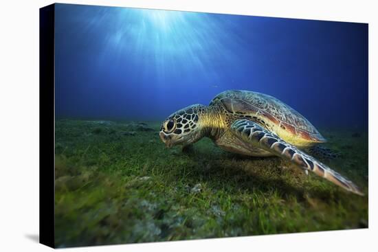 Green Turtle-Barathieu Gabriel-Stretched Canvas