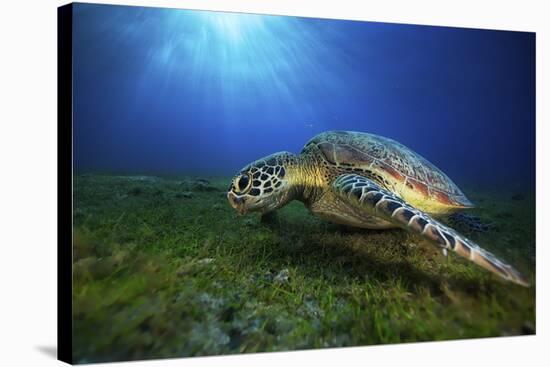 Green Turtle-Barathieu Gabriel-Stretched Canvas