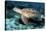 Green Turtle-Georgette Douwma-Premier Image Canvas