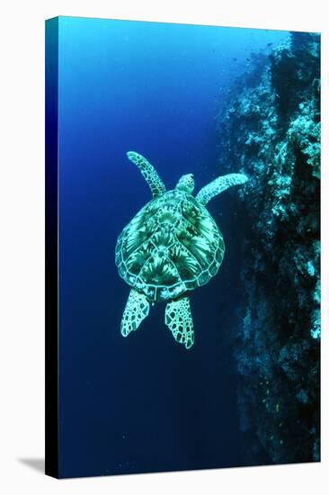 Green Turtle-Matthew Oldfield-Premier Image Canvas