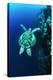 Green Turtle-Matthew Oldfield-Premier Image Canvas