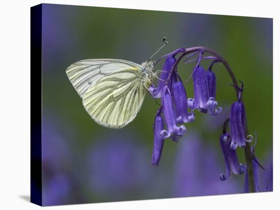 Green Veined White Butterfly on bluebell flower, England-Andy Sands-Premier Image Canvas