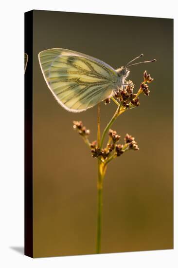 Green-veined white butterfly, Volehouse Moor, Devon, UK-Ross Hoddinott-Premier Image Canvas