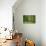 Green Vertically-Philippe Sainte-Laudy-Premier Image Canvas displayed on a wall