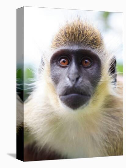 Green Ververt Monkey, St. Kitts, Caribbean-Greg Johnston-Premier Image Canvas