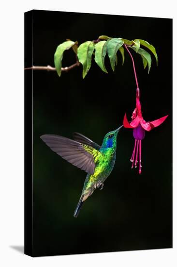 Green Violetear (Colibri Thalassinus) Feeding on a Flower, Savegre, Costa Rica-null-Stretched Canvas