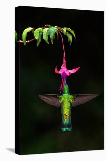 Green Violetear (Colibri thalassinus) feeding on a flower, Savegre, Costa Rica-null-Premier Image Canvas