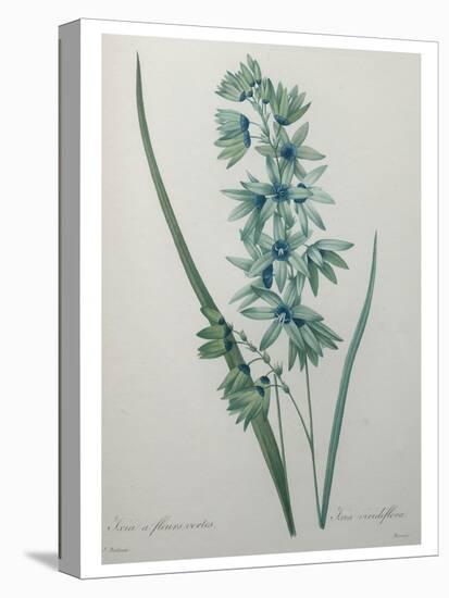 Green Wand Flower or Corn Lilly-Pierre-Joseph Redoute-Stretched Canvas