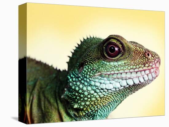 Green Water Dragon-null-Premier Image Canvas