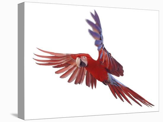 Green Winged Macaw {Ara Chloroptera} in Flight, Captive-Mark Taylor-Premier Image Canvas