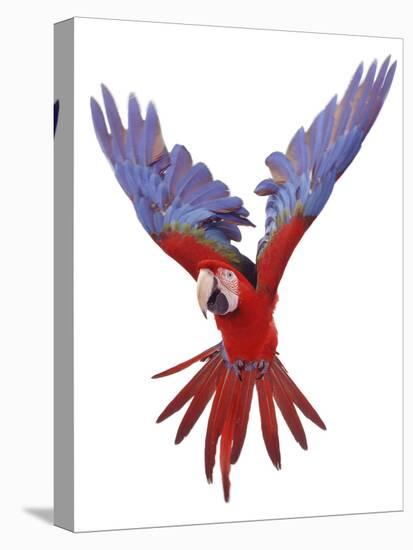 Green Winged Macaw {Ara Chloroptera} in Flight, Captive-Mark Taylor-Premier Image Canvas