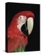 Green Winged Macaw-Lynn M. Stone-Premier Image Canvas
