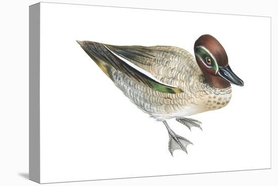 Green-Winged Teal (Anas Crecca), Duck, Birds-Encyclopaedia Britannica-Stretched Canvas