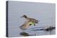 Green-Winged Teal Drakes Takes Off-Hal Beral-Premier Image Canvas