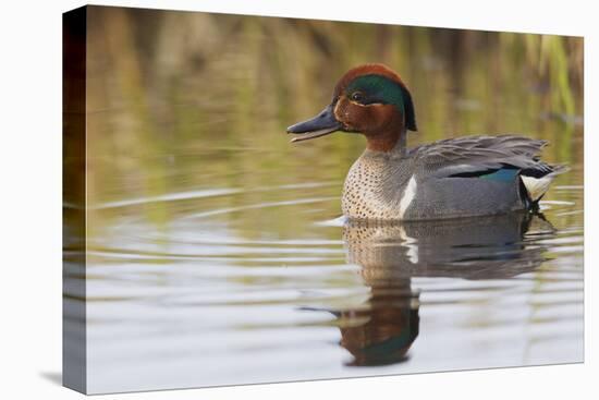 Green Winged Teal-Ken Archer-Premier Image Canvas