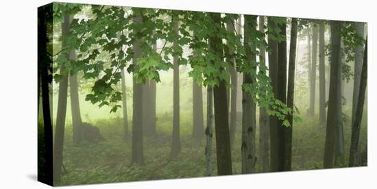 Green Woods-Orah Moore-Stretched Canvas