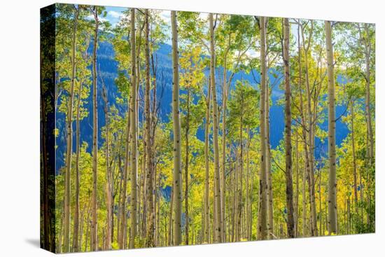 Green Yellow Aspen Trees-duallogic-Premier Image Canvas