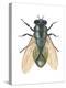 Greenbottle Fly (Lucilia Caesar), Insects-Encyclopaedia Britannica-Stretched Canvas