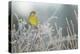 Greenfinch (Carduelis Chloris) Male Perched in Hedgerow in Frost, Scotland, UK, December-Mark Hamblin-Premier Image Canvas