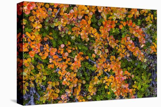 Greenland. Eqip Sermia. Dwarf birch in fall color.-Inger Hogstrom-Premier Image Canvas