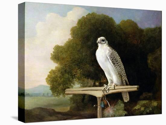 Greenland Falcon (Grey Falcon), 1780 (Oil on Panel)-George Stubbs-Premier Image Canvas