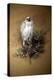 Greenland Gyrfalcon-Joseph Wolf-Premier Image Canvas