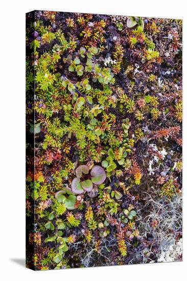 Greenland. Qeqertaq. Dwarf birch, lichen, and large flowered wintergreen.-Inger Hogstrom-Premier Image Canvas