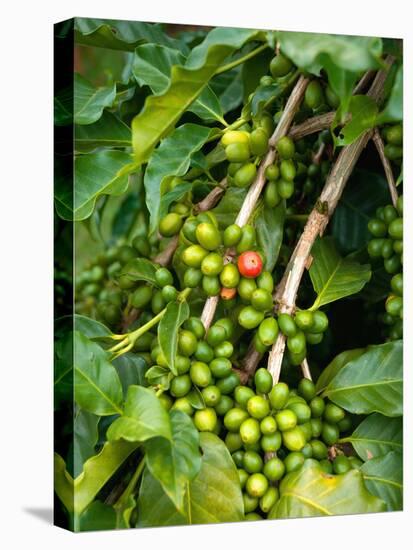 Greenwell Kona Coffee Farm, Big Island, Hawaii, USA-Inger Hogstrom-Premier Image Canvas