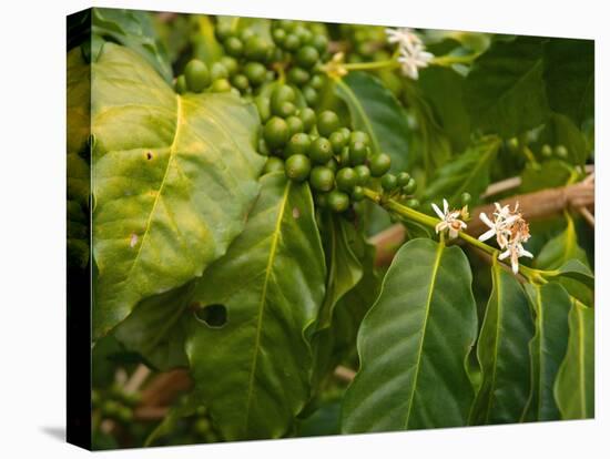 Greenwell Kona Coffee Farm, Big Island, Hawaii, USA-Inger Hogstrom-Premier Image Canvas