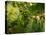 Greenwell Kona Coffee Farm, Big Island, Hawaii, USA-Inger Hogstrom-Premier Image Canvas