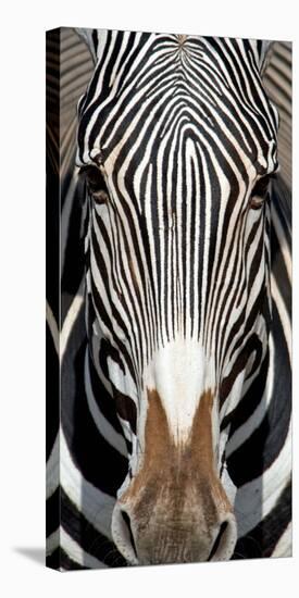 Grevey's Zebra, Samburu National Reserve, Kenya-null-Stretched Canvas