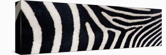 Greveys Zebra Stripes-null-Premier Image Canvas