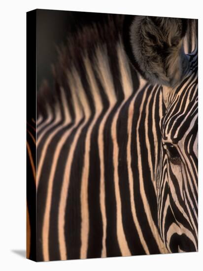 Grevy's Zebra at Sunset, Buffalo Springs National Reserve, Kenya-Paul Souders-Premier Image Canvas