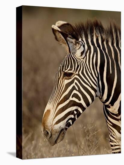 Grevy's Zebra (Equus Grevyi), Samburu National Reserve, Kenya, East Africa, Africa-James Hager-Premier Image Canvas