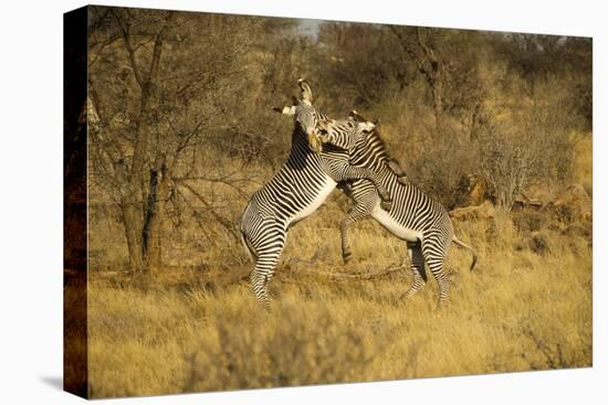 Grevy's Zebra Fighting-Mary Ann McDonald-Premier Image Canvas