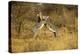 Grevy's Zebra Fighting-Mary Ann McDonald-Premier Image Canvas