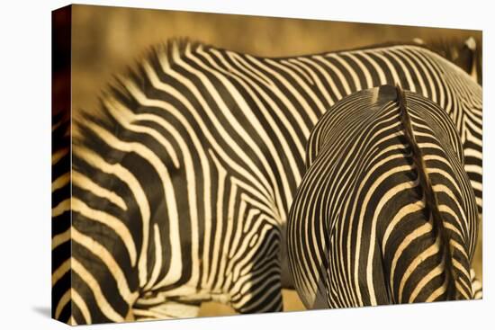 Grevy's Zebra-Mary Ann McDonald-Premier Image Canvas